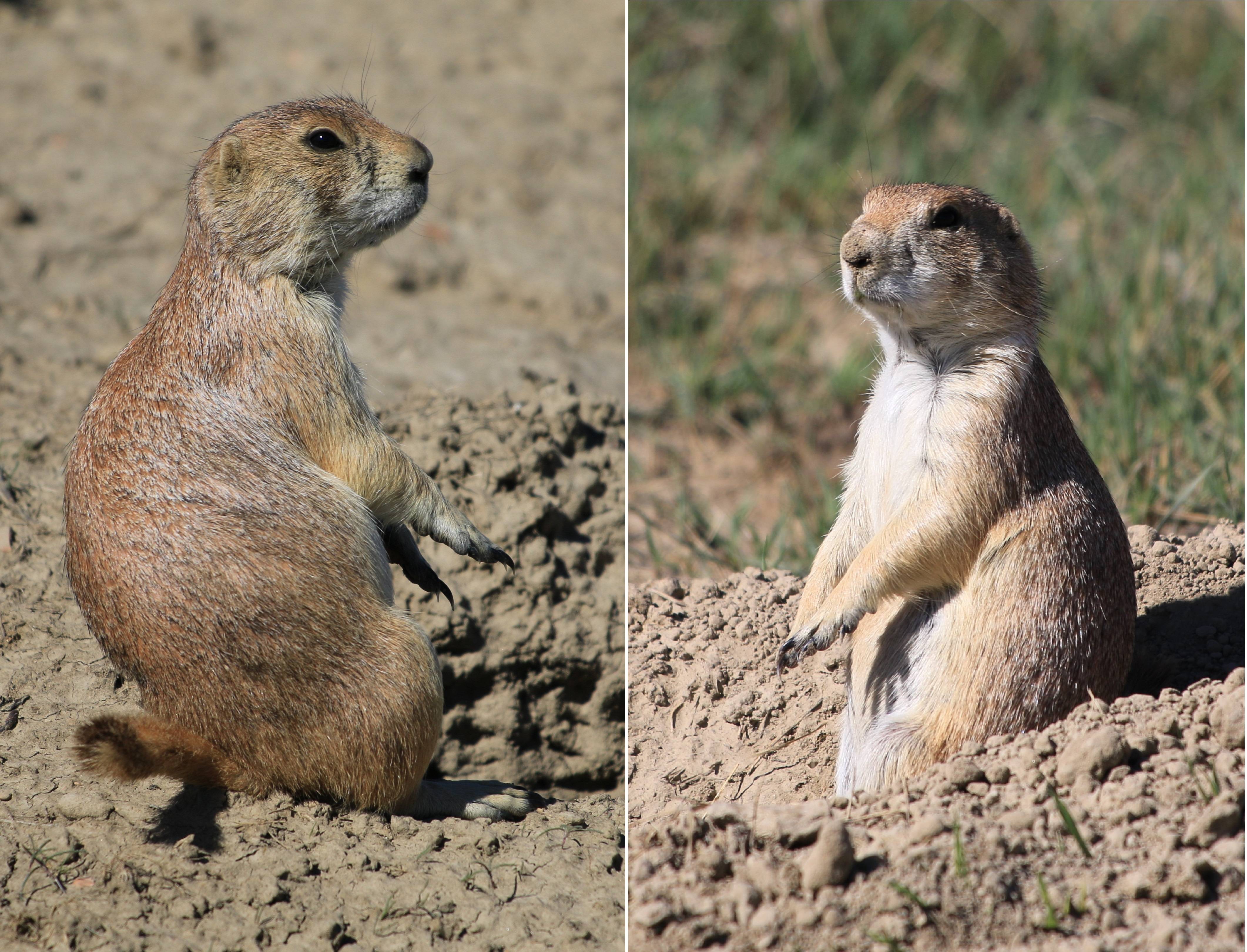 Theodore Roosevelt NP
